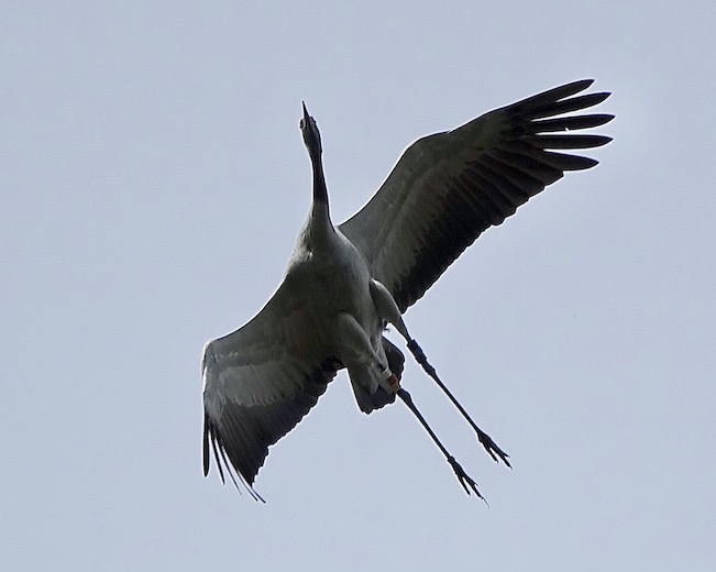 crane